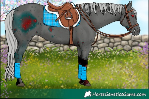 Horse Color:ERROR: UNKNOWN ANOMALY