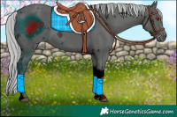 Horse Color:ERROR: UNKNOWN ANOMALY
