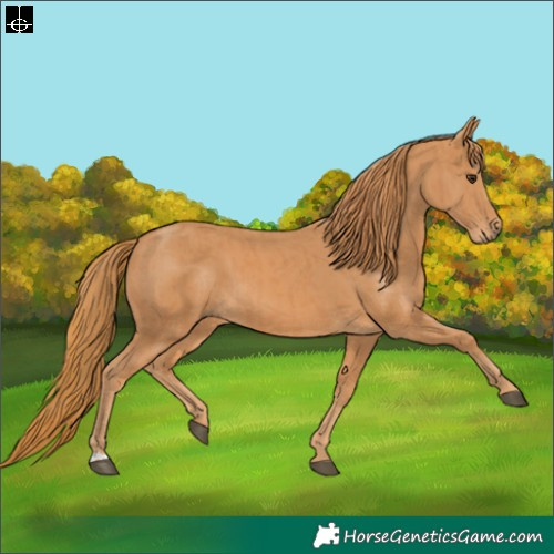 Horse Color:Chestnut  and Chestnut 