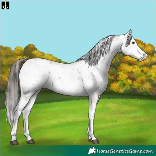 Horse Color:Bay Sabino 