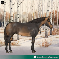 Horse Color:Buckskin 