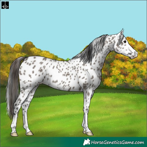 Horse Color:Grullo Appaloosa 