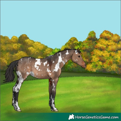Horse Color:White Spotted Brown Dun Rabicano 