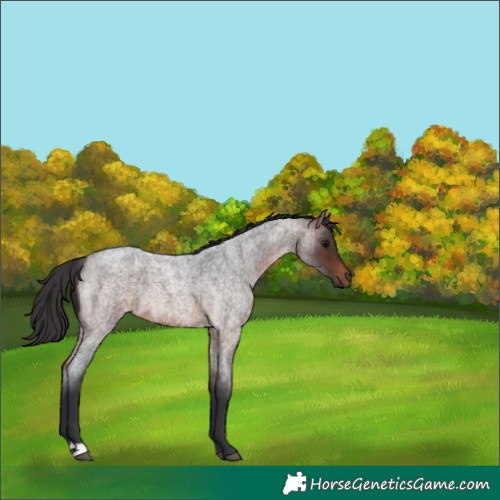 Horse Color:Brown Roan Rabicano 