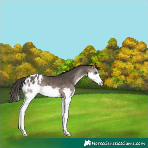 Horse Color:Brown Dun Splash Appaloosa Rabicano 