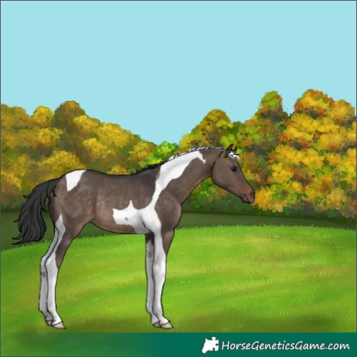 Horse Color:Brown Dun Tobiano Rabicano 