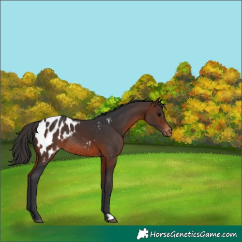 Horse Color:Brown Appaloosa Rabicano 