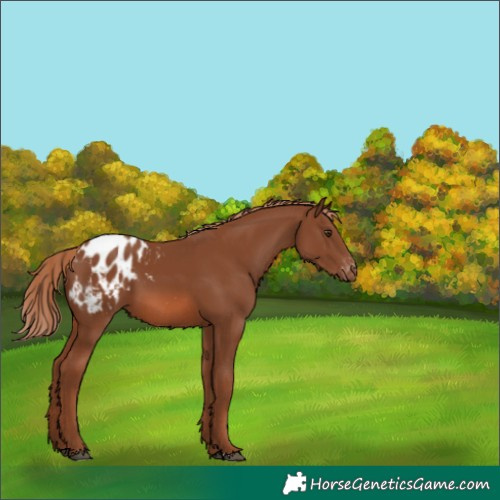 Horse Color:Chestnut Appaloosa 
