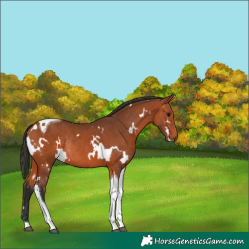 Horse Color:White Spotted Bay Tobiano Rabicano 