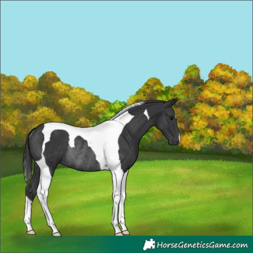 Horse Color:Black Tobiano Rabicano 