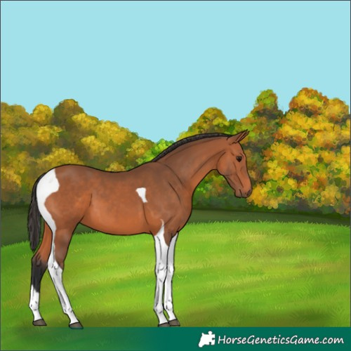 Horse Color:Bay Tobiano 