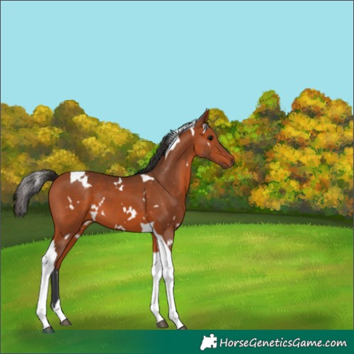 Horse Color:White Spotted Bay Tobiano 