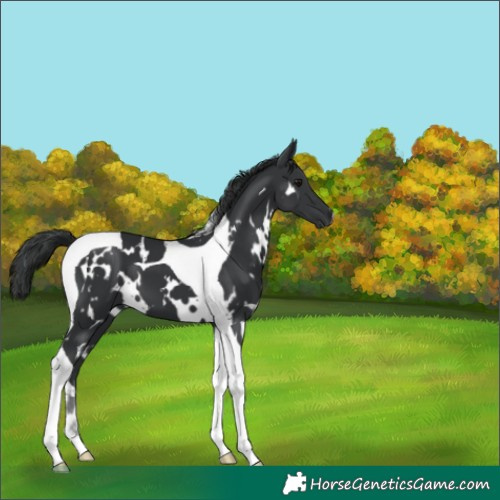 Horse Color:White Spotted Black Tobiano 
