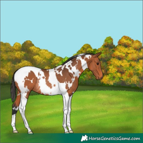 Horse Color:White Spotted Bay Tobiano Rabicano 