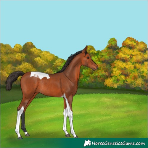 Horse Color:Bay Tobiano Rabicano 