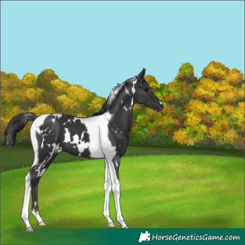 Horse Color:White Spotted Black Tobiano 