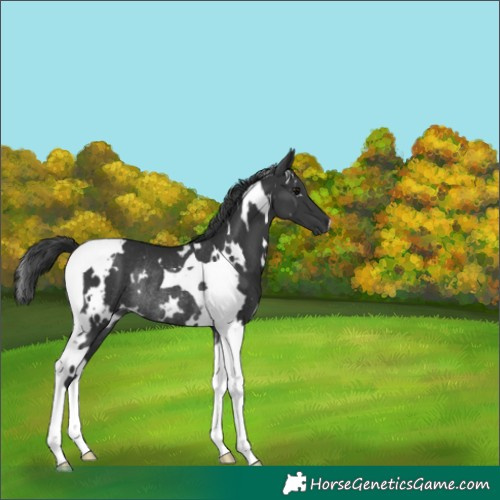 Horse Color:White Spotted Black Tobiano Rabicano 