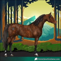 Horse Color:Bay Ice