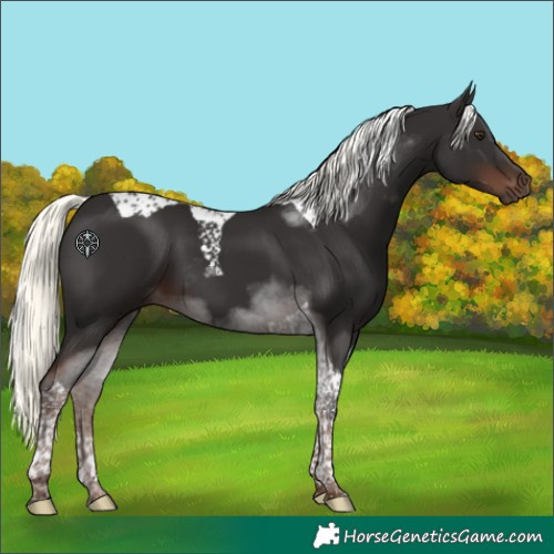 Horse Color:Liver Chestnut Mushroom Tobiano 