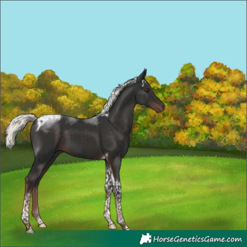 Horse Color:Liver Chestnut Mushroom Tobiano 