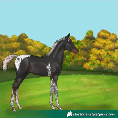Horse Color:Liver Chestnut Mushroom Tobiano 