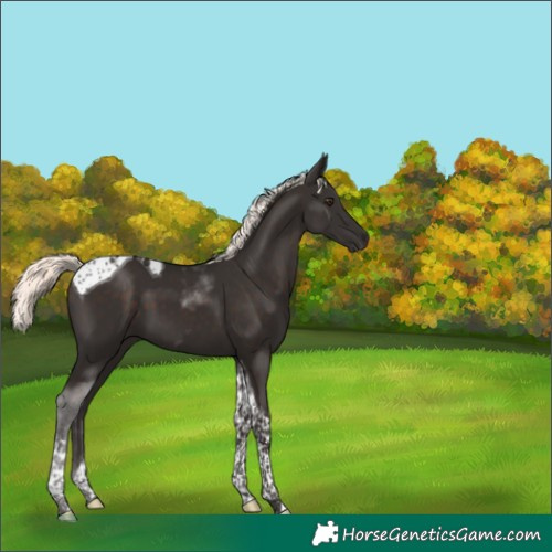 Horse Color:Liver Chestnut Mushroom Tobiano 
