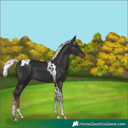 Horse Color:Liver Chestnut Mushroom Tobiano 