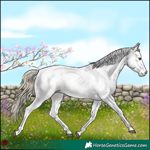 Horse Color:Chestnut Sabino 
