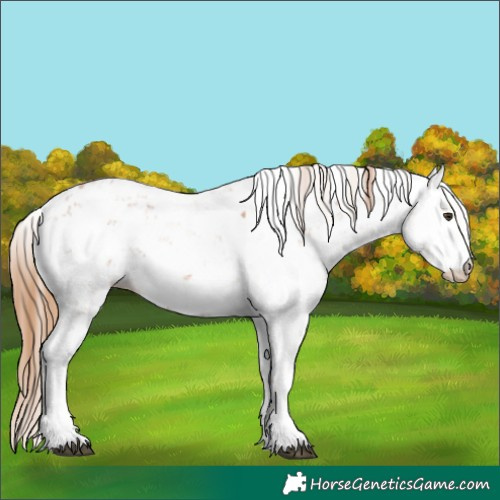 Horse Color:Chestnut Sabino 