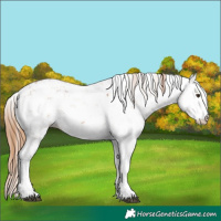 Horse Color:Chestnut Sabino