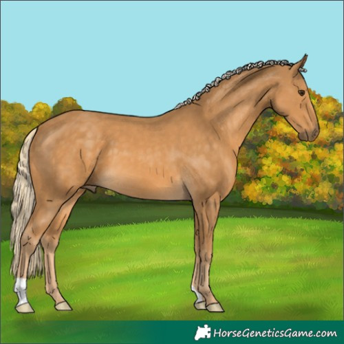 Horse Color:Palomino 