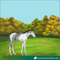 Horse Color:Black Sabino Tobiano Rabicano 