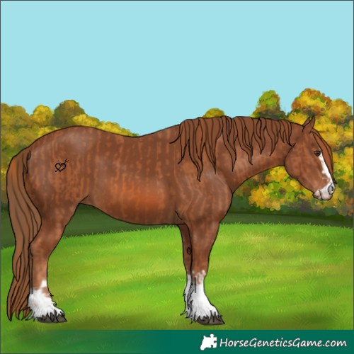 Horse Color:Chestnut and Chestnut
