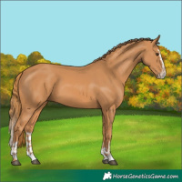 Horse Color:Chestnut  and Chestnut Splash 