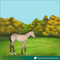 Horse Color:Bay Dun Rabicano 