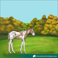 Horse Color:Red Dun Splash Tobiano Appaloosa 