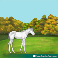Horse Color:White Spotted Black Splash Tobiano Frame 