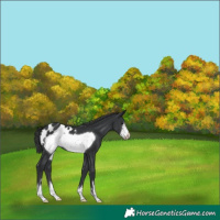 Horse Color:Black Frame Blanket 