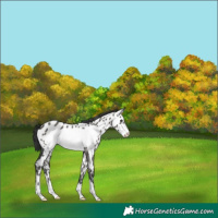 Horse Color:Grullo Frame Near Leopard 