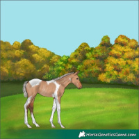 Horse Color:Silver Bay Dun Tobiano Rabicano 