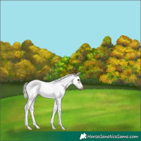 Horse Color:Silver Grullo Sabino Splash Tobiano Frame Varnish Rabicano