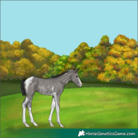 Horse Color:Grullo Sabino Tobiano Rabicano