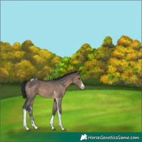 Horse Color:Brown Dun Sabino Tobiano