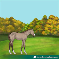 Horse Color:Liver Red Dun Rabicano 