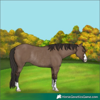 Horse Color:Liver Red Dun Rabicano 