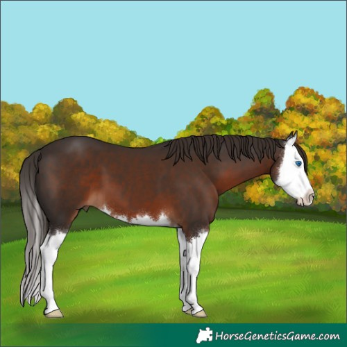 Horse Color:Liver Chestnut Splash 