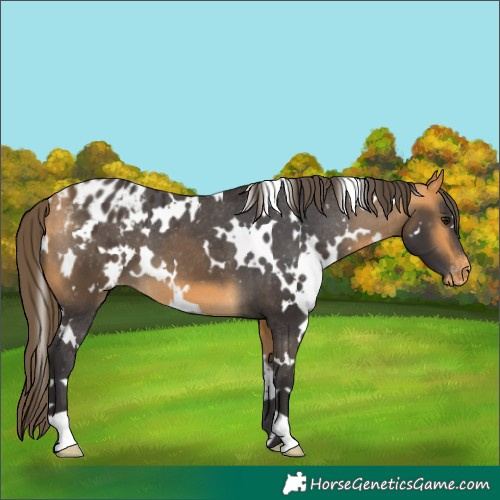 Horse Color:White Spotted Buckskin Blanket