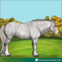 Horse Color:White Spotted Silver Smoky Grullo Roan 