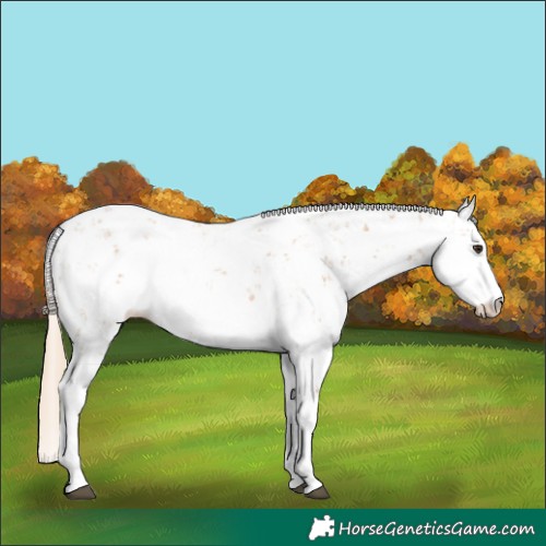 Horse Color:Chestnut Sabino 