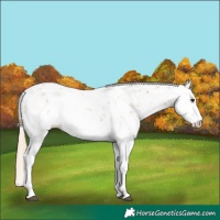 Horse Color:Chestnut Sabino